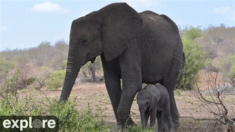 tembe elephant park webcam|【LIVE】 Webcam Tembe Elefantenpark